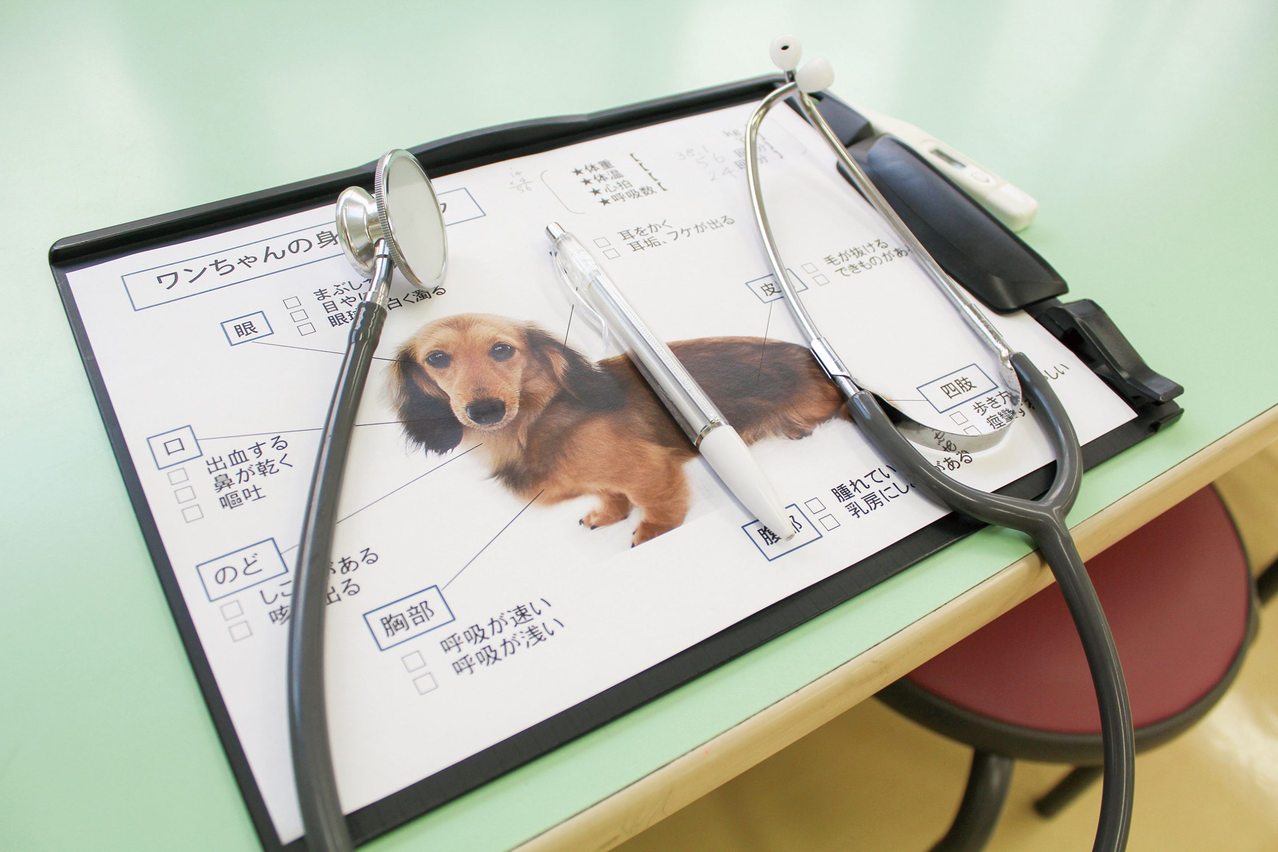 【愛玩動物看護学科】犬の健康チェック体験