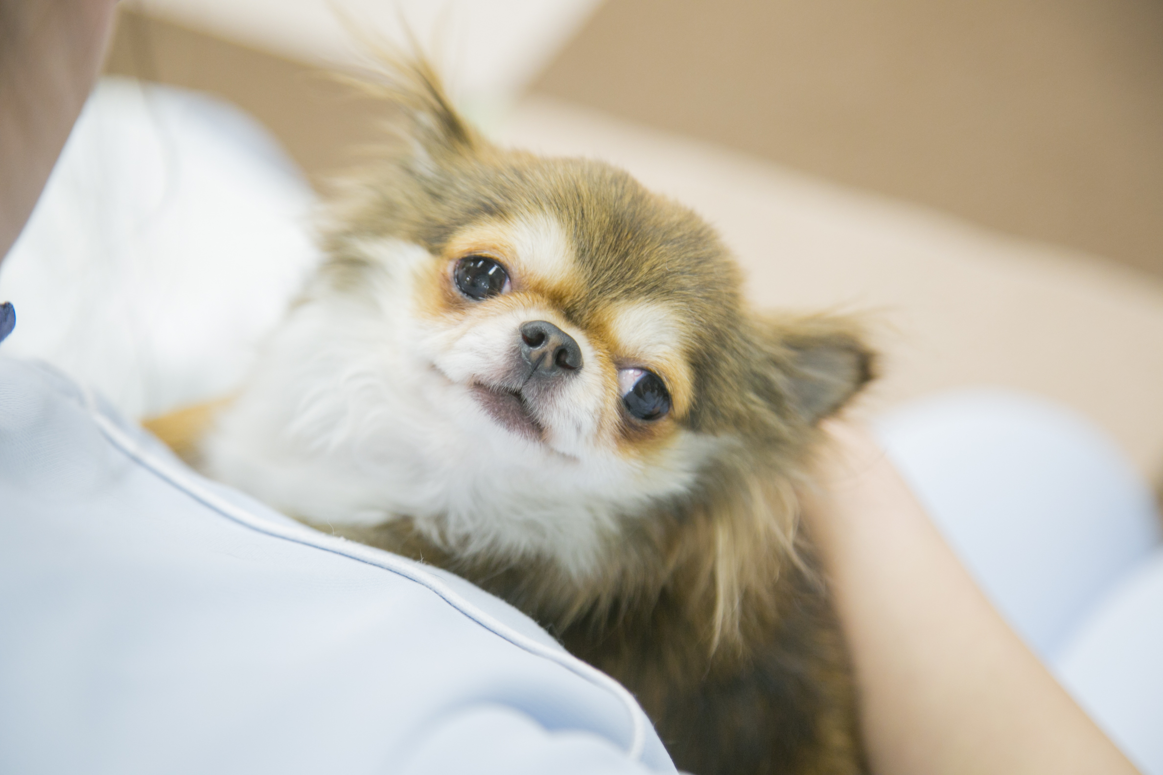 【愛玩動物看護学科】身体の健康はお口の中から！ワンちゃんのデンタルケア体験