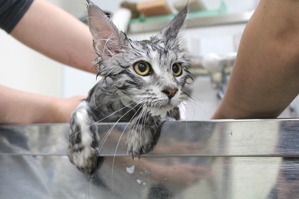 【ペット学科】猫ちゃんのお手入れ体験