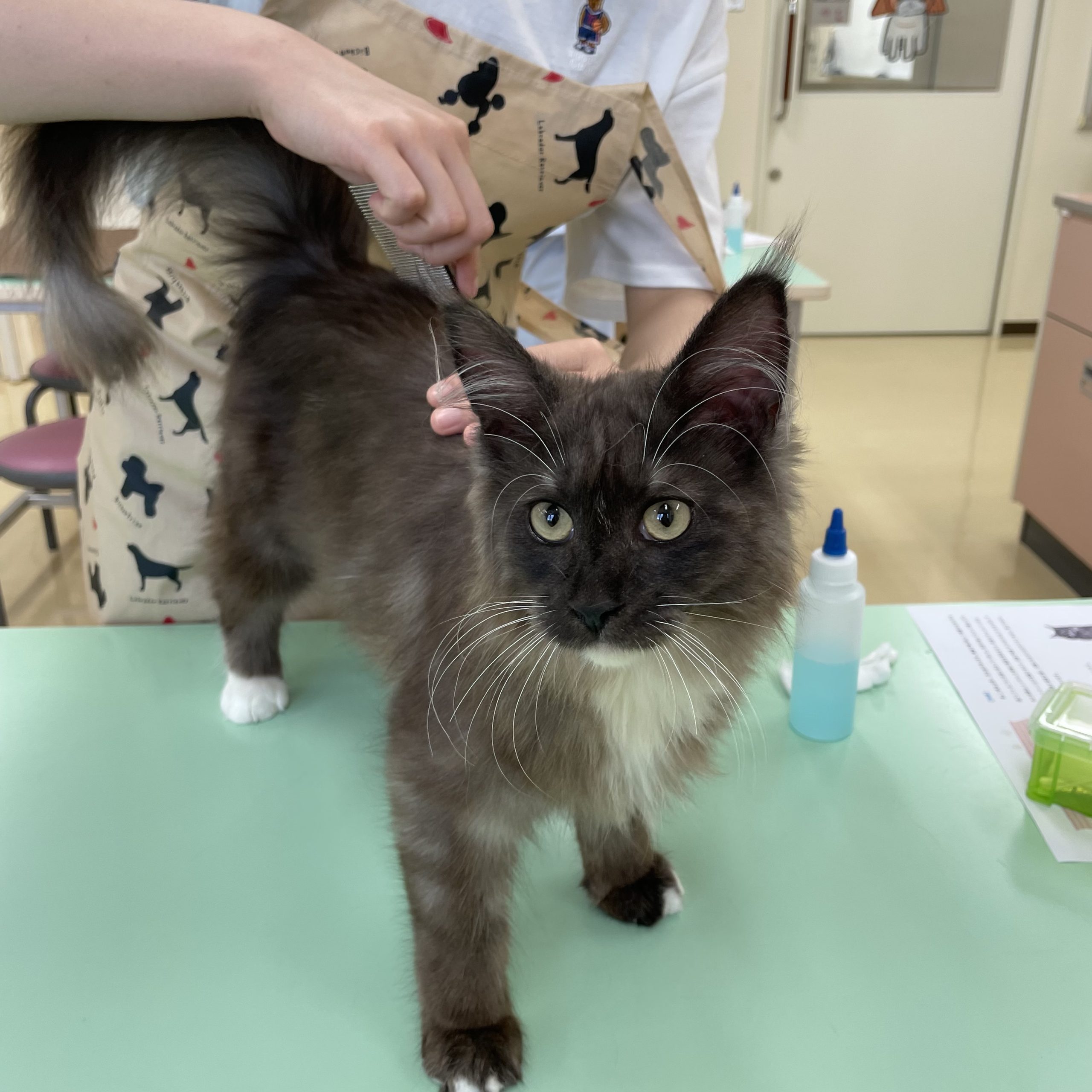 【ペット学科】猫ちゃんのお手入れ体験