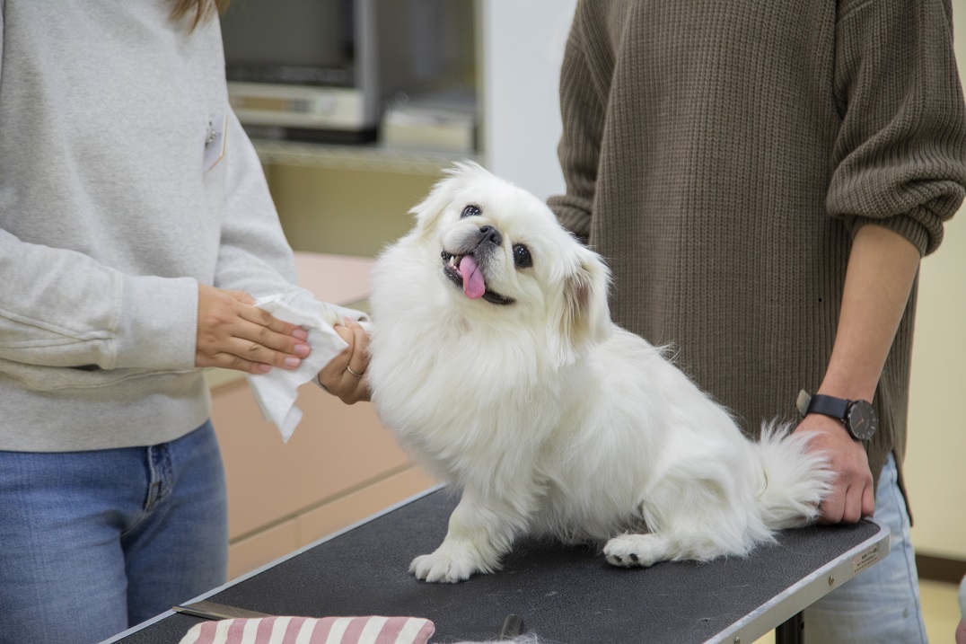 【ペット学科】犬のお世話体験
